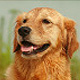 swd_0003_dependable